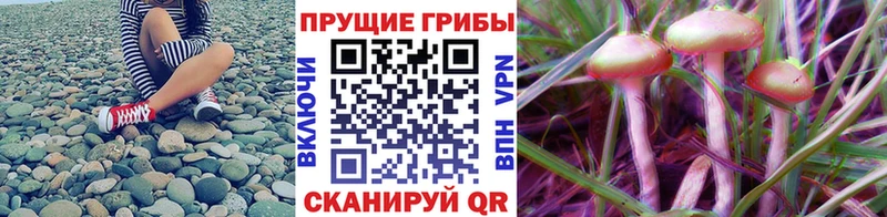 Галлюциногенные грибы мицелий блэк спрут ССЫЛКА Порхов